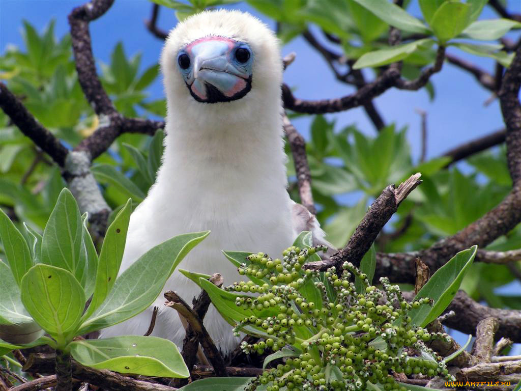 booby, chick, , 